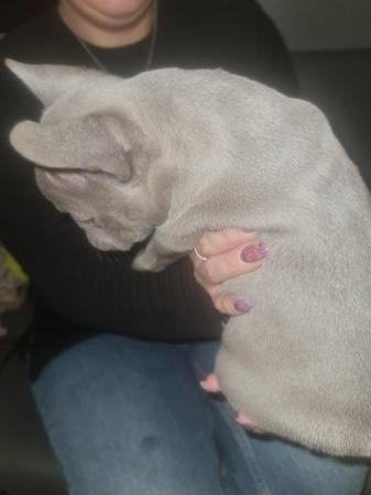Image 4 of French Bulldog Puppies ALL SOLD