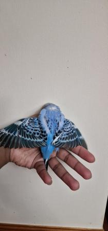 Image 5 of Handeared and tame Budgie babies for sale