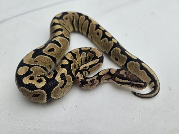 Image 1 of Fire Royal Python Het VPI AXANTHIC pos het Ghost