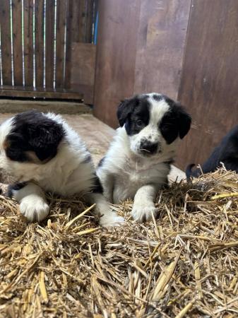 Image 5 of Border collie puppies farm reared