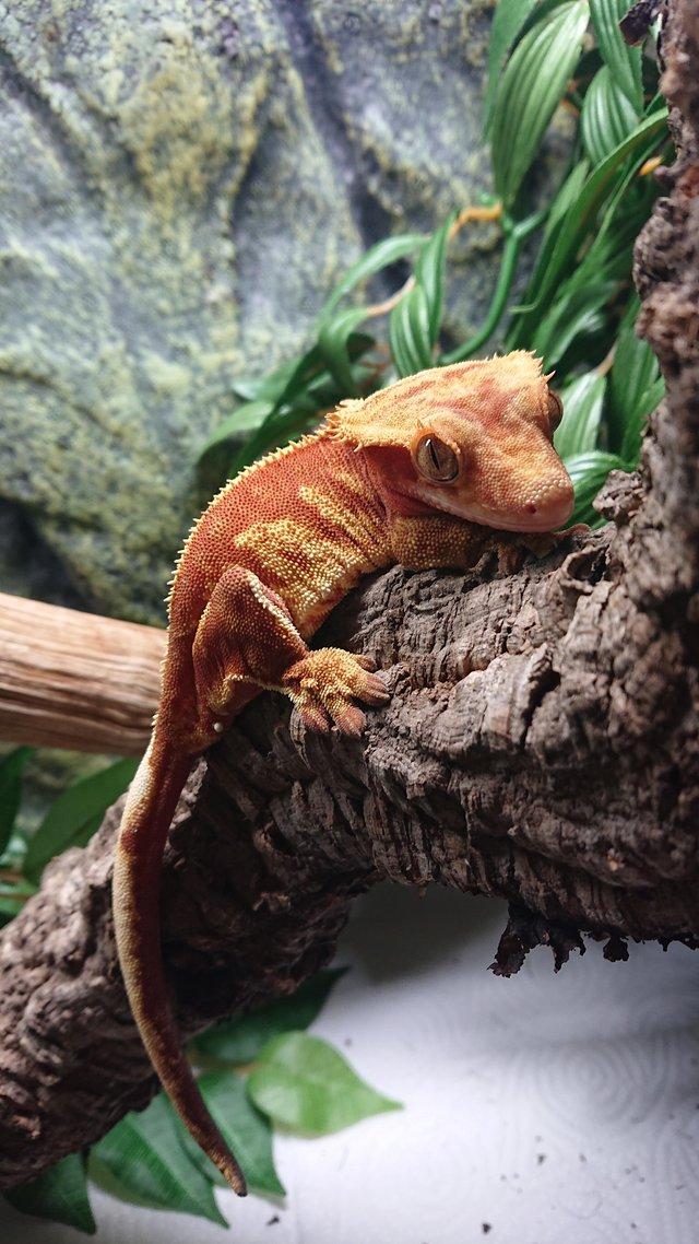 Preview of the first image of Beautiful Red Harlequin Pinstripe Crested Gecko.