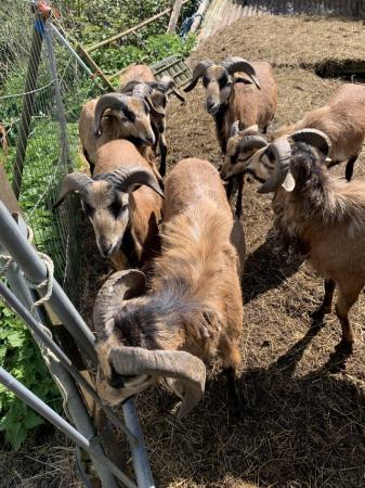 Image 4 of Cammeroon rams for sale all intach
