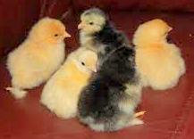 Preview of the first image of Pekin Bantam Chicks, selection of colours.