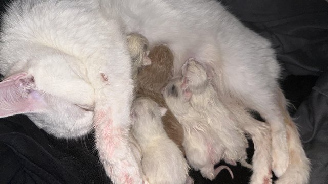 Preview of the first image of Kittens born today ready to leave in 8-9 weeks.