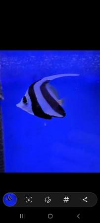 Image 5 of Henlochis Butterfly Marine Fish