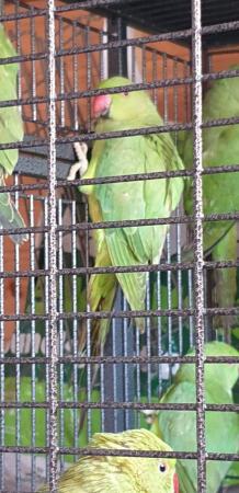 Image 5 of Beautiful Ringneck Indian Parrots 6 month old babies