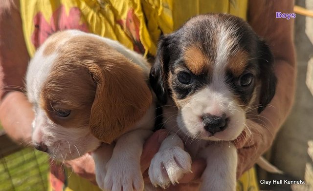 Image 2 of Quality, F1, Beaglier puppies, ready soon.