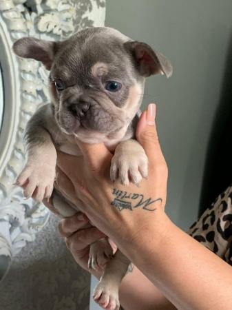 Image 10 of French bull dog puppies kc registered