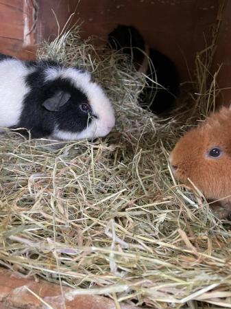 Image 2 of Female guinea pigs for sale