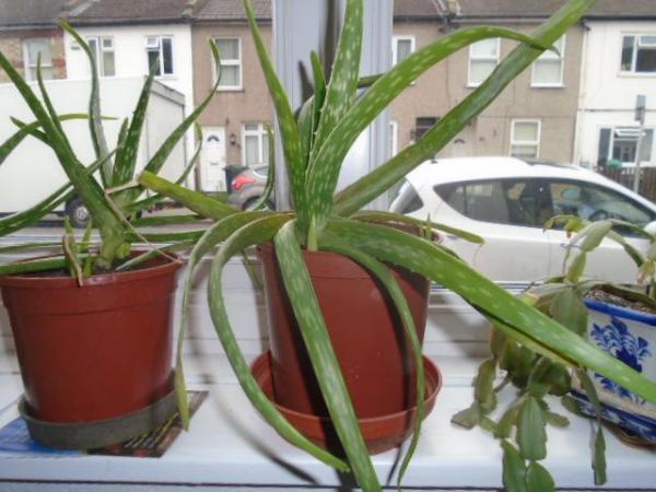 Image 3 of Aloe vera plants, various larger sizes
