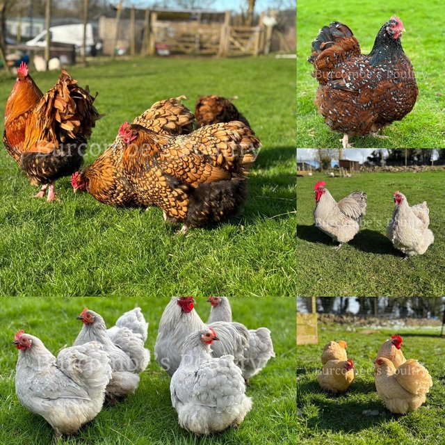Preview of the first image of Hatching eggs. Postage available-Orpington, Wyandotte, Pekin.