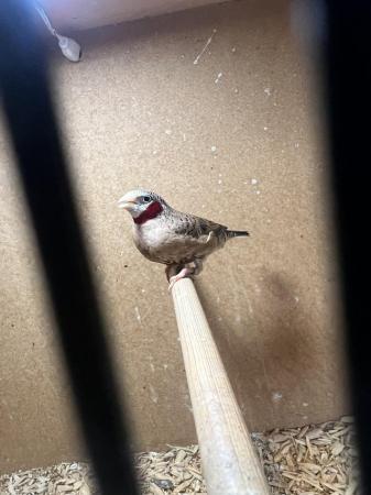 Image 1 of Cutthroat male finch for sale
