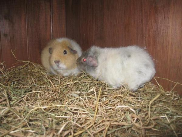 Image 3 of Rex Guinea Pigs for sale Sows and boars available