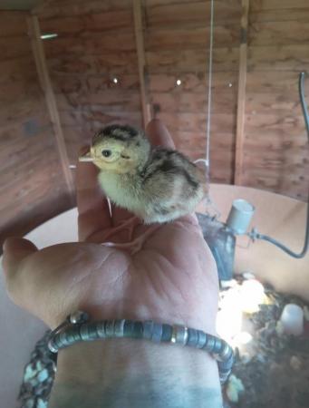 Image 2 of 7 week old pheasant poults