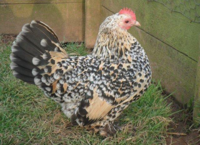 Preview of the first image of Lemon Sabelpoot Millefleur chickens - bantam - rare breed.