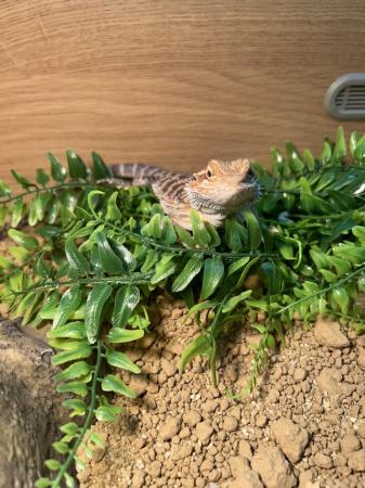Image 2 of 6 month old bearded dragon