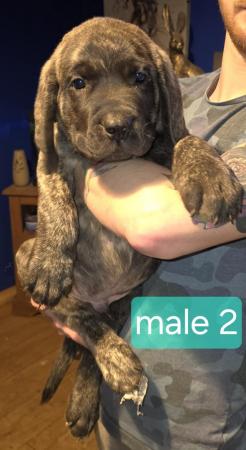 Image 11 of 2 female pups Kc registered English mastiffs