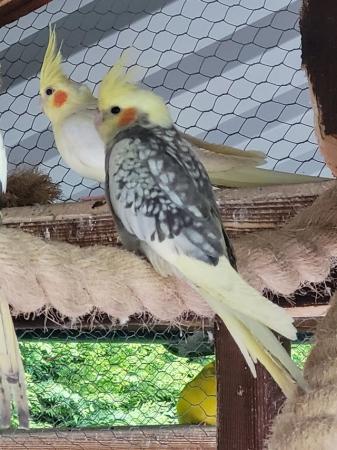 Image 6 of Young Cockatiels for Sale