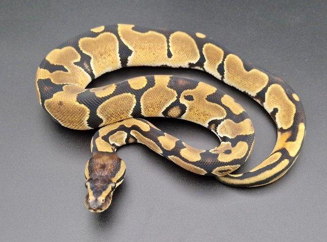 Preview of the first image of Triple Het Dreamsicle Genetic Stripe Fem Ball Python 230402.