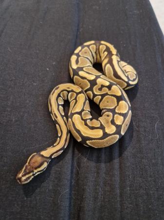 Image 5 of Female ball python for new home