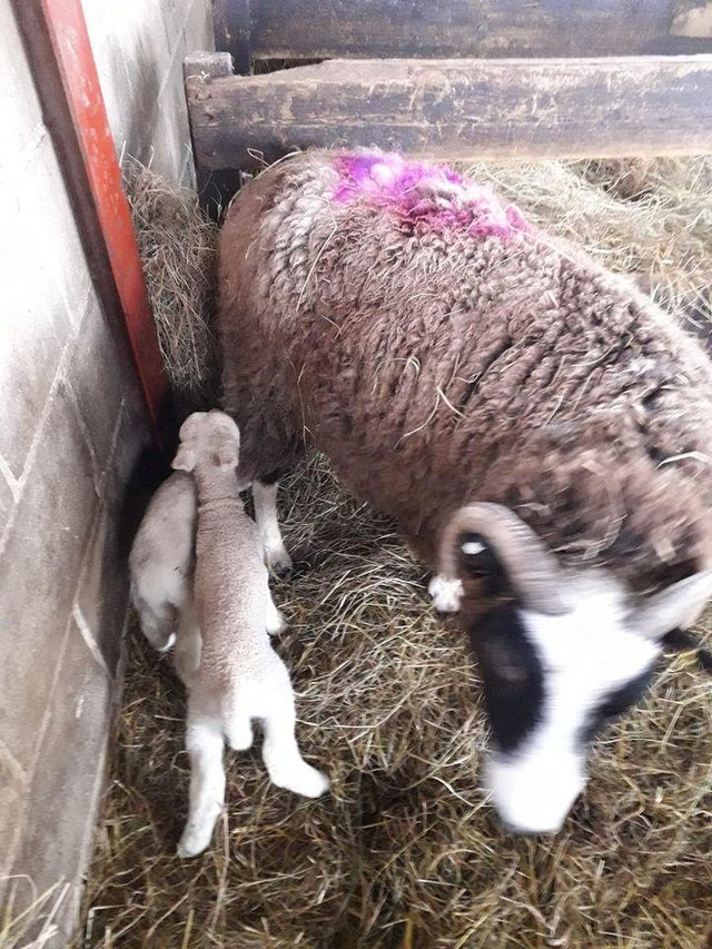 Preview of the first image of old Jacob ewe with twin girls.