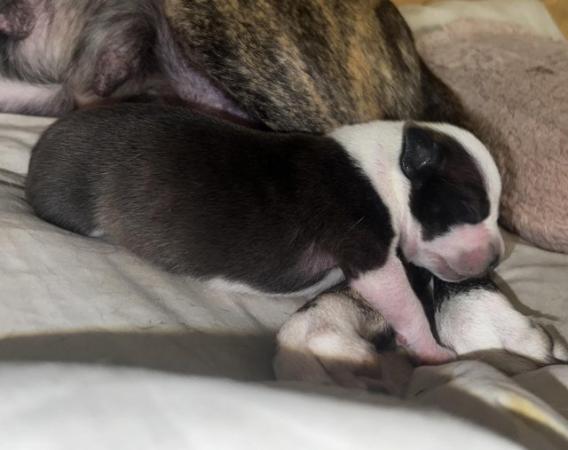 Image 10 of Beautiful Staffordshire Bull Terrier puppies