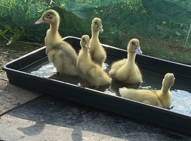 Preview of the first image of Newly hatched ducklings various breeds.