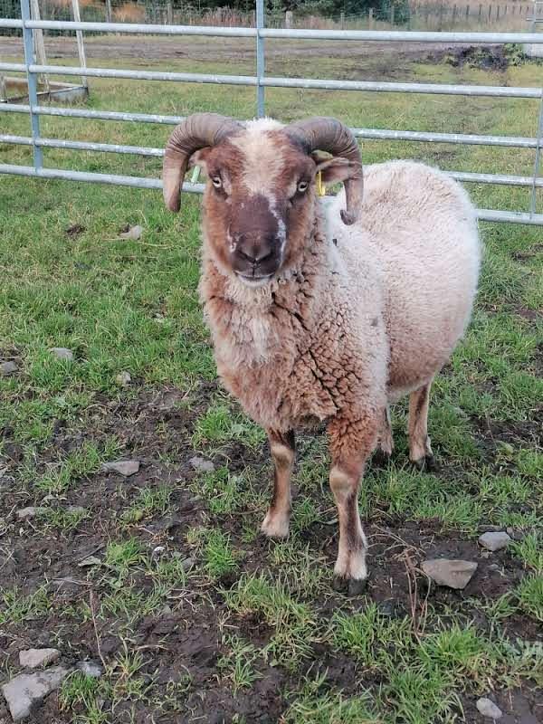 Preview of the first image of Pedigree Shetland tup (Shankend Jaryn).