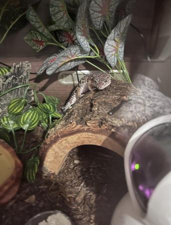 Image 5 of Leopard Gecko for sale with full vivarium