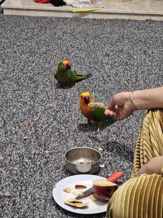 Image 6 of 1 year old gold cap conure and jenday conure