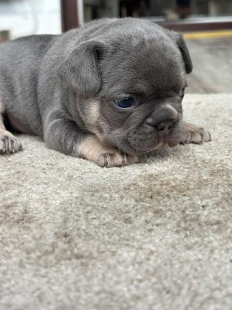 Image 23 of KC registered French Bulldogs