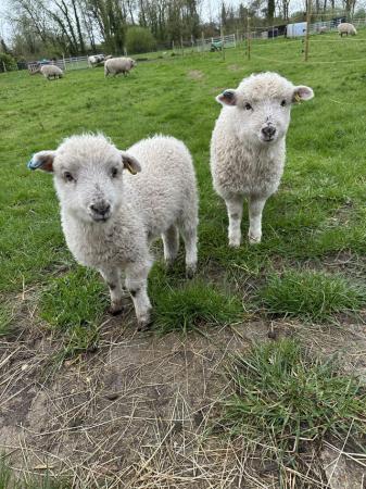 Image 2 of Ouessant Wether Lambs for Sale