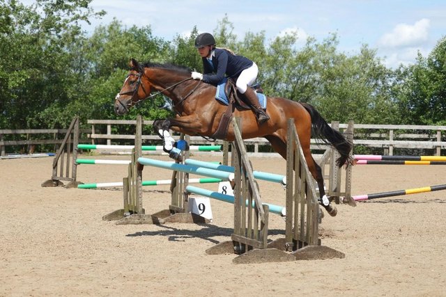 Image 11 of 16'2 All Rounder French Thoroughbred!