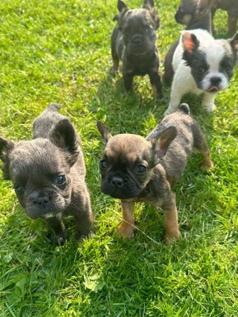 Image 6 of Gorgeous French bulldog puppies