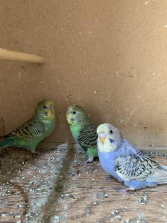 Image 3 of Baby budgies ready for new home