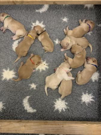 Image 4 of KC Golden Retriever puppies