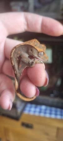 Image 4 of Crested geckos for sale, a variety of ages and colours