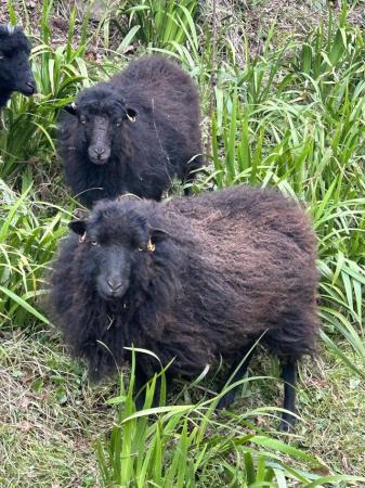 Image 3 of Ouessant ewes x5 born April 2022