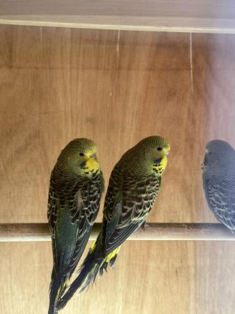 Image 5 of 4 baby exhibition budgies