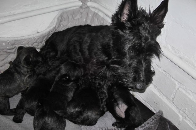 Image 2 of Scottish terrier puppies ready 8th may