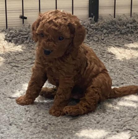 Image 18 of Gorgeous,Deep Red,Health tested Cavapoo pups