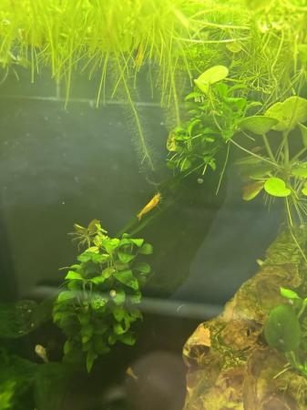 Image 2 of Super redand albino pleco and shrimps updated 4th April 24
