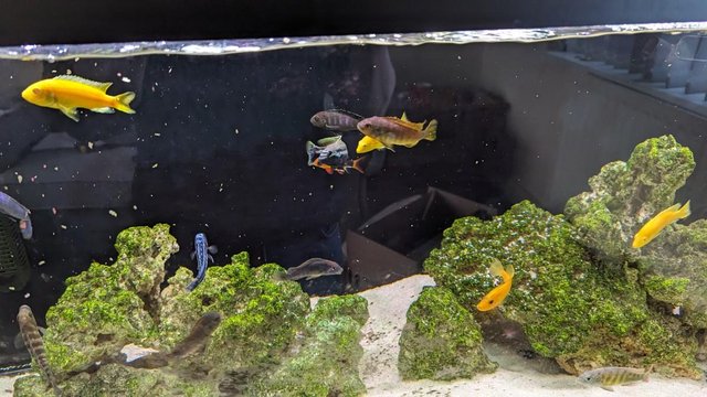 Image 7 of Malawi Cichlids and others 1-2 inches