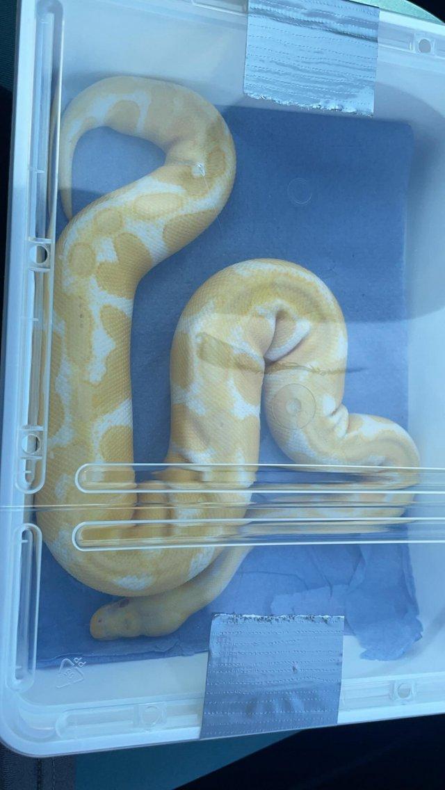 Preview of the first image of Female ball python for rehoming.