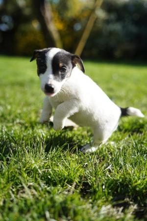 Image 5 of Beautiful tri-coloured jack Russell puppies!