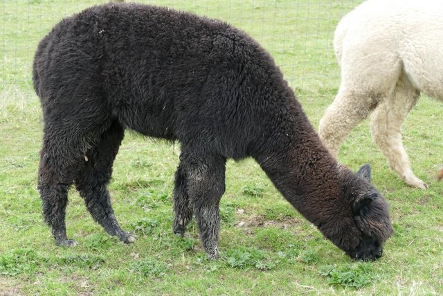 Image 7 of Alpacas - Group of Registered, friendly, young pets