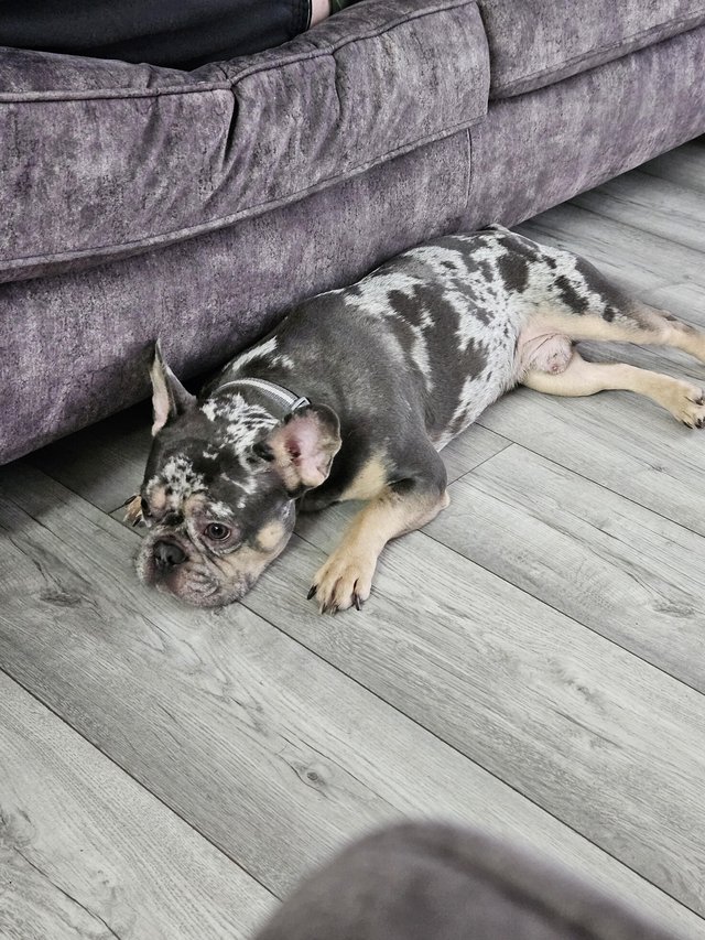 Preview of the first image of Lilac and tan tri merle DWKC registered male Frenchie.