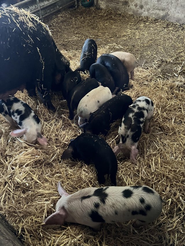 Preview of the first image of 8 week old weaners/piglets.