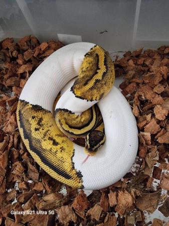 Image 3 of pied ball pythons 900-1000gr