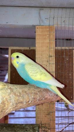 Image 7 of Baby budgies lovely colours and quite tame already